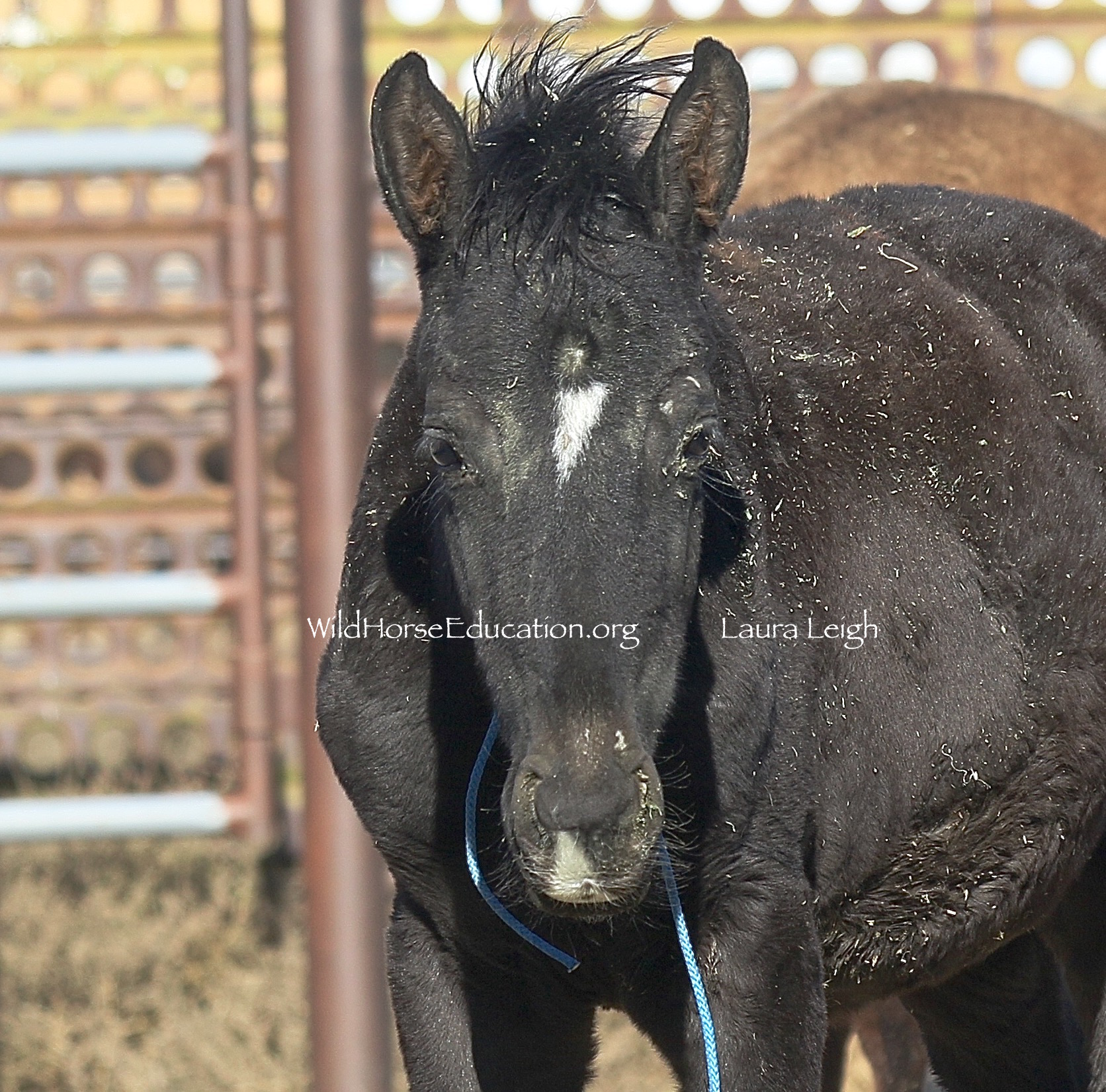 dctp1018 – 1 (55) – Wild Horse Education