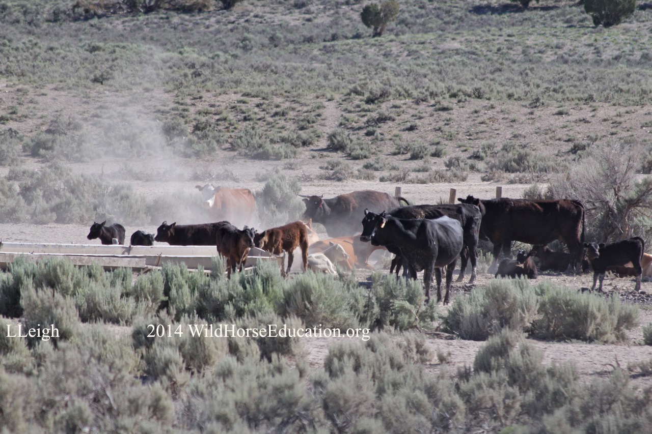 What is “Livestock Trespass” on the range? What you should know Wild Horse Education