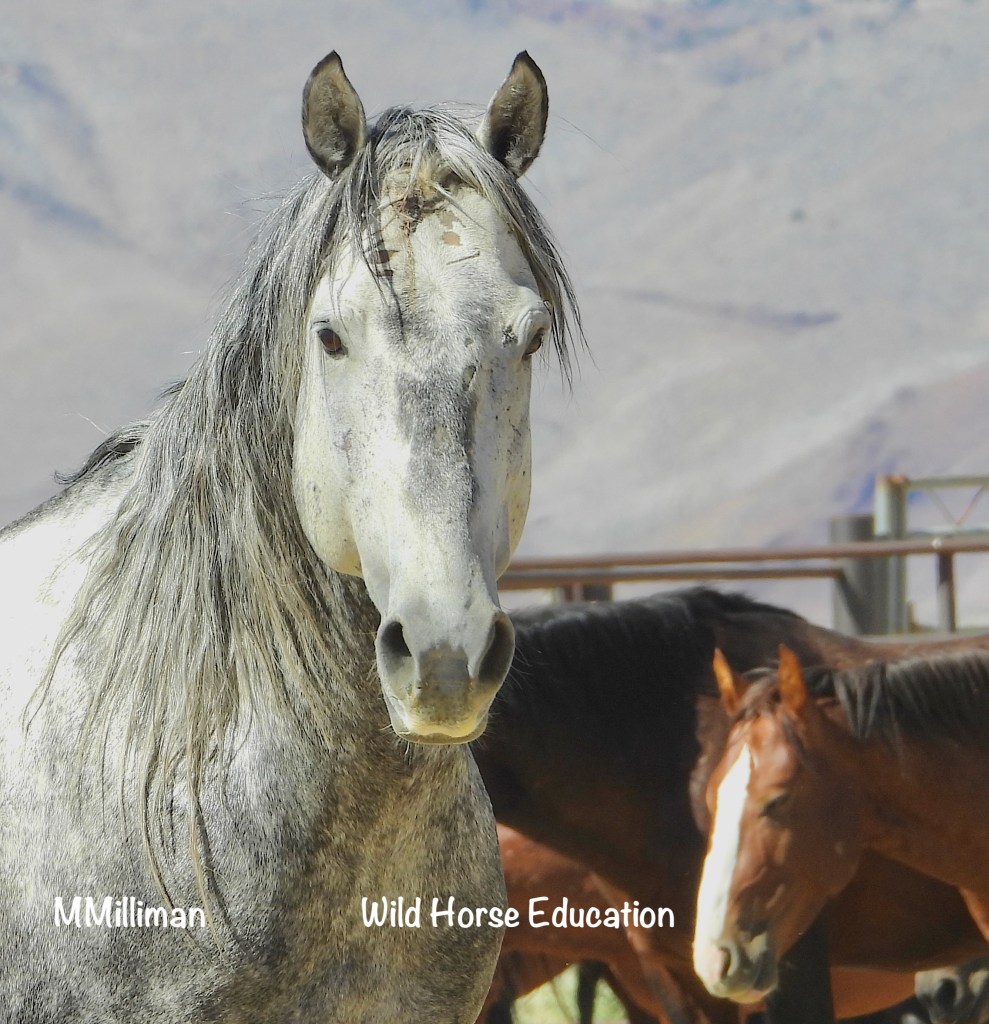 Defining “Emergency” (and a lawsuit update) – Wild Horse Education
