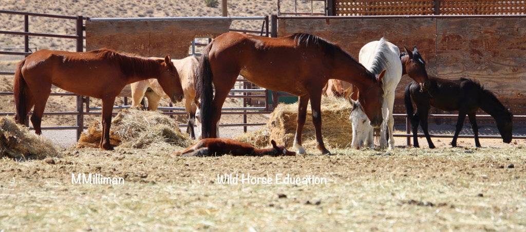 Defining “Emergency” (and a lawsuit update) – Wild Horse Education