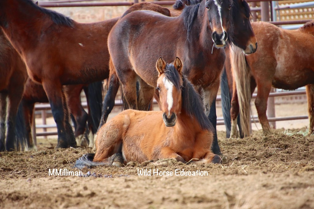 Don't Forget Me (holding and beyond) – Wild Horse Education